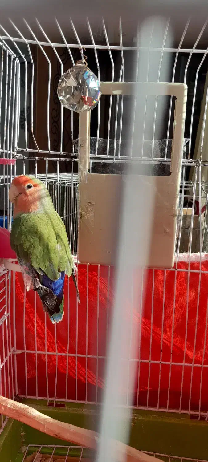 طوطی برزیلی|پرنده|مشگین شهر, |دیوار