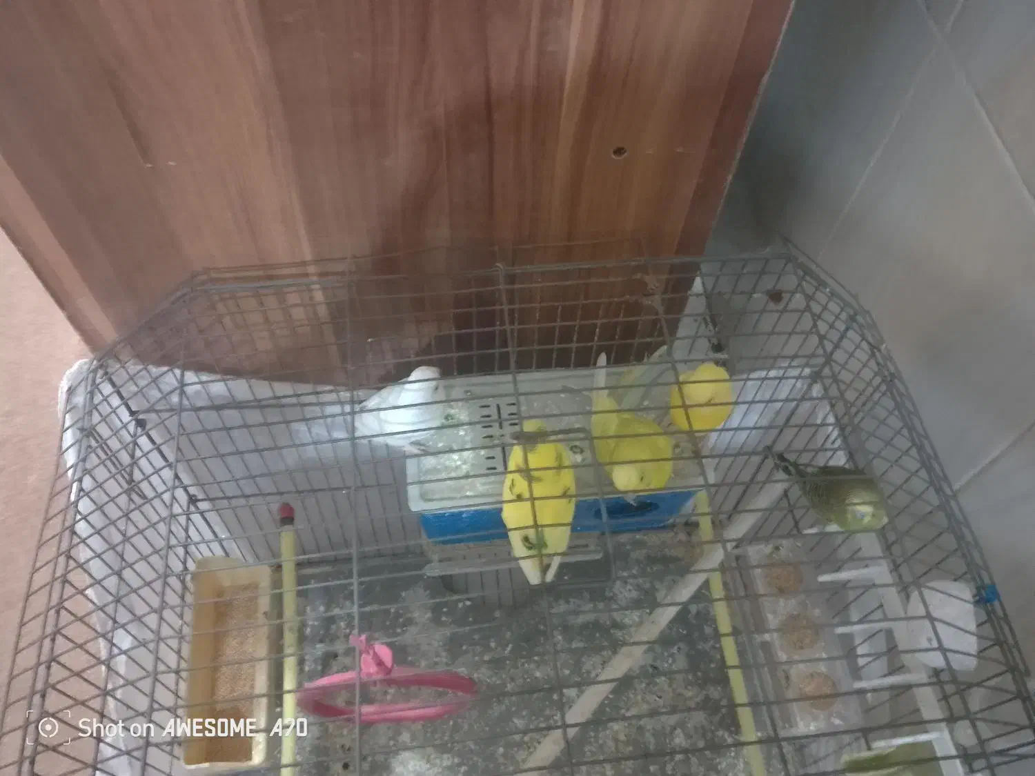 مرغ عشق 3عدد با قفس 600بدون قفس 450|پرنده|مسجد سلیمان, |دیوار