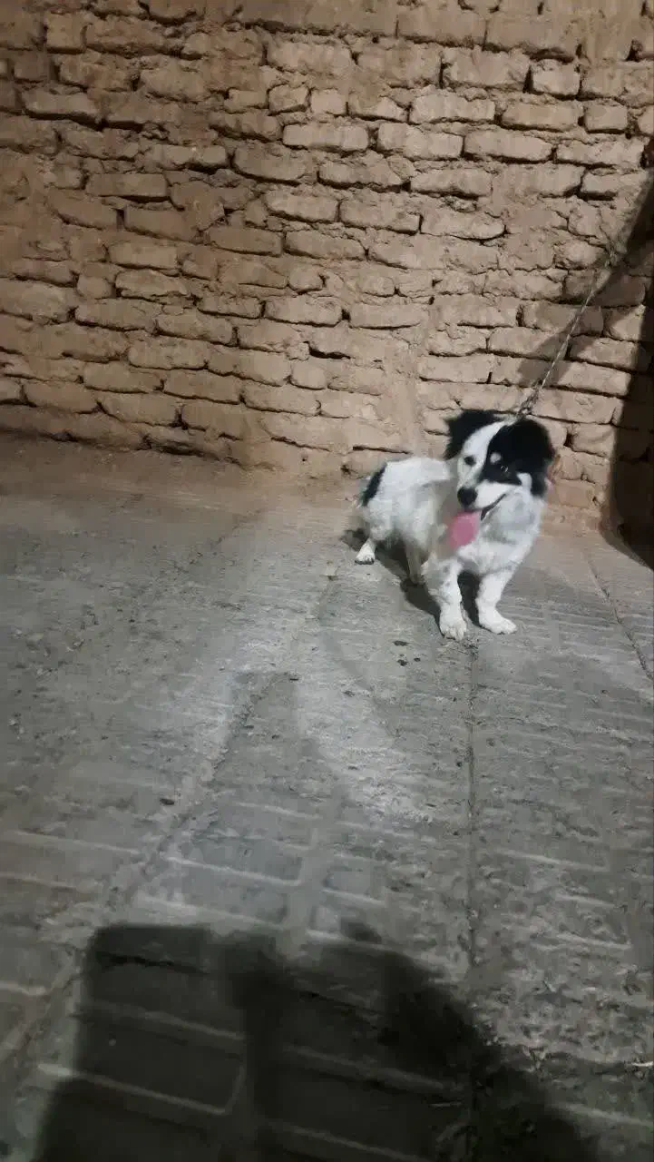 سگ پا کوتاه فروشی|سگ|بم, |دیوار