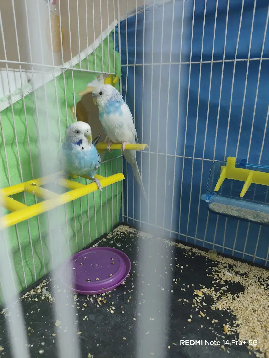 مرغ عشق مولد|پرنده|مشهد, مشکینی (شهرک غرب)|دیوار