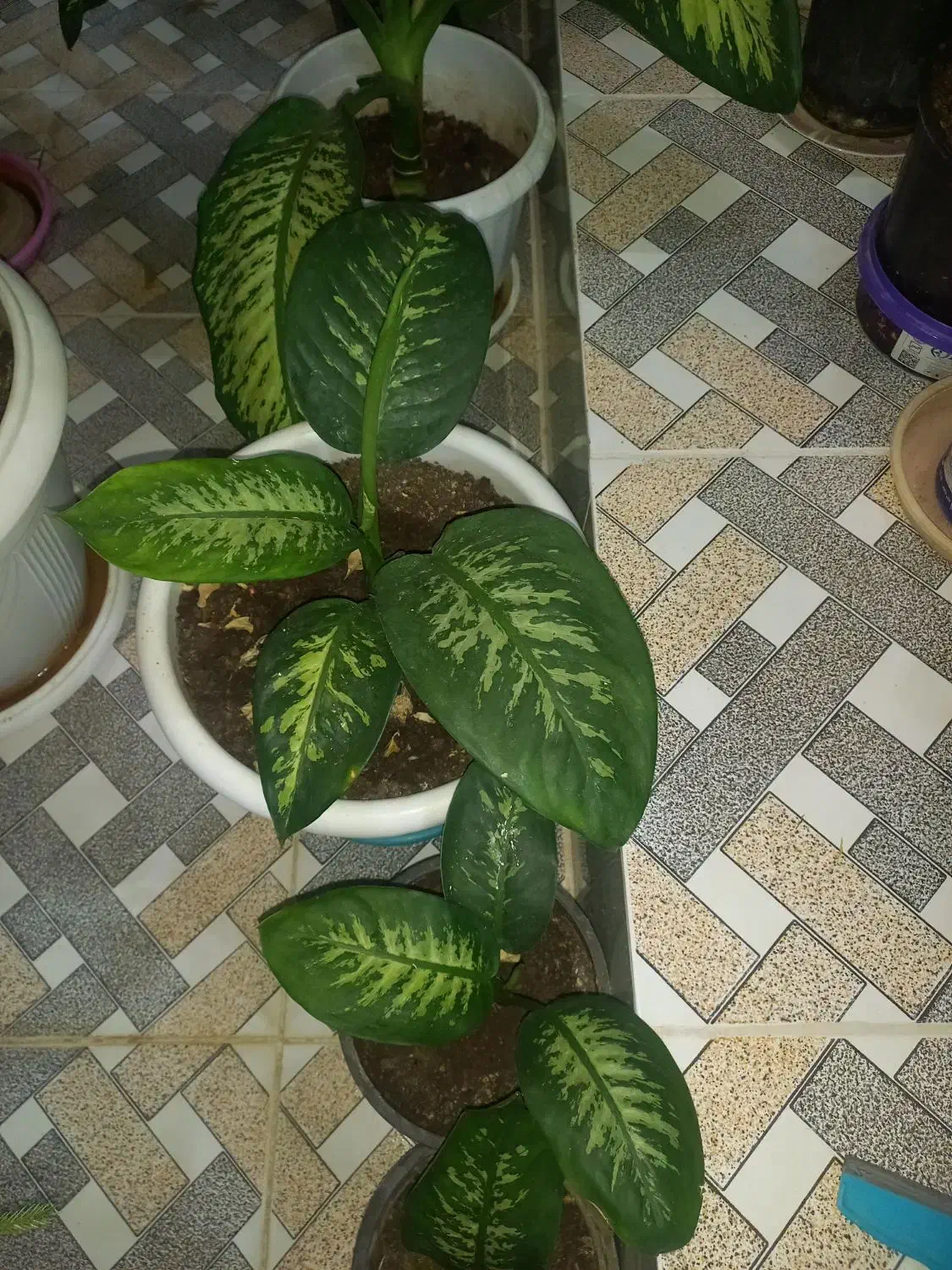 فروش گلهای دیفن|گل و گیاه طبیعی|فارسان, |دیوار