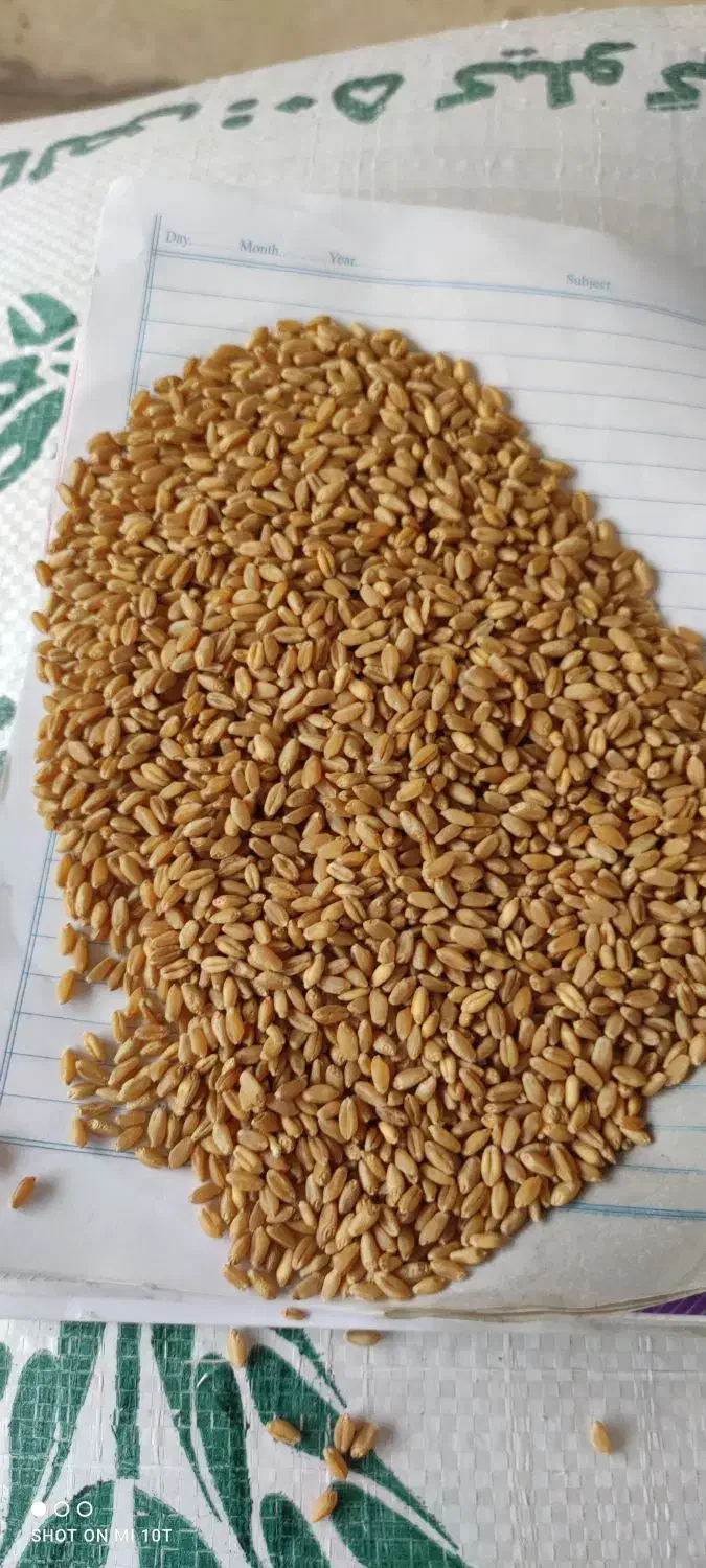 فروش گندم|عمدهفروشی|شادگان, |دیوار