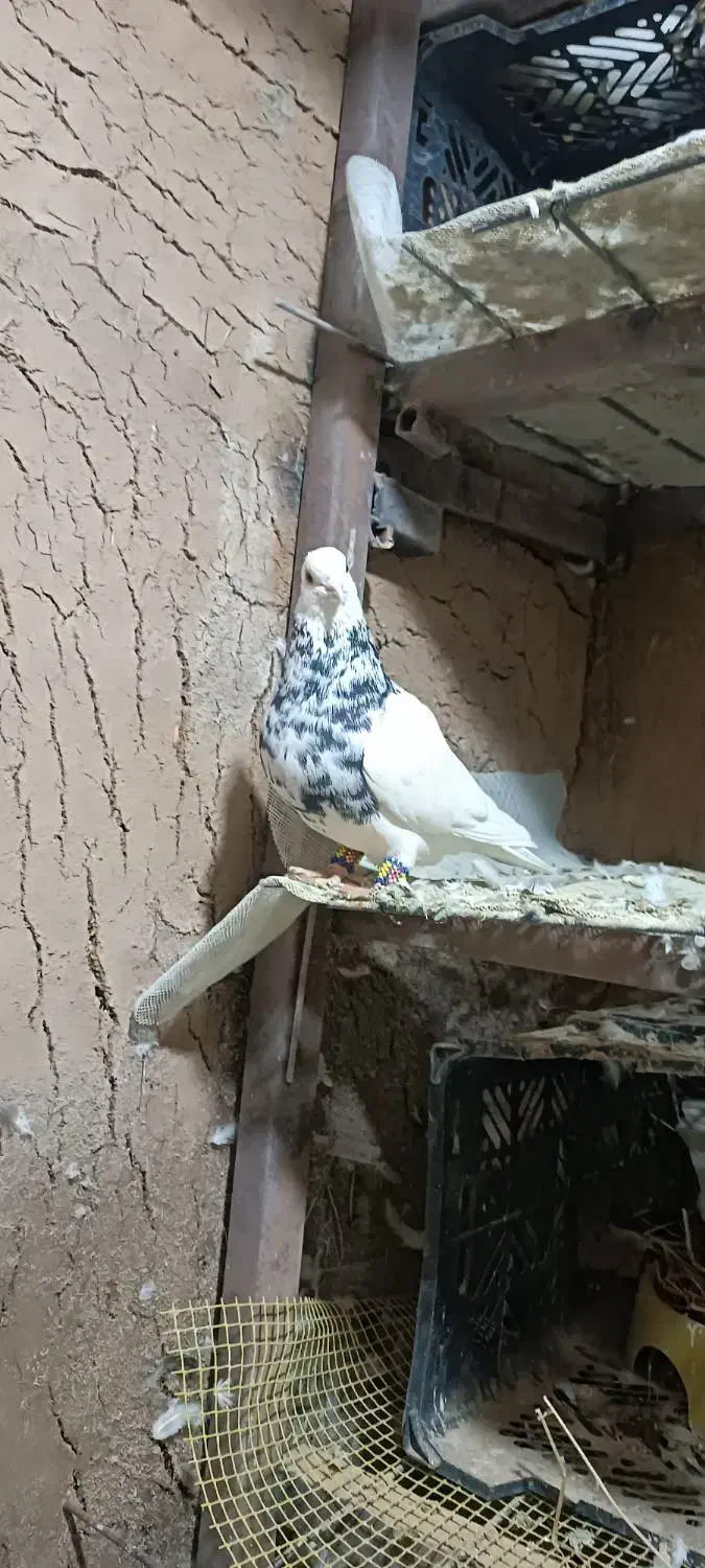 طوقی|پرنده|اردل, |دیوار