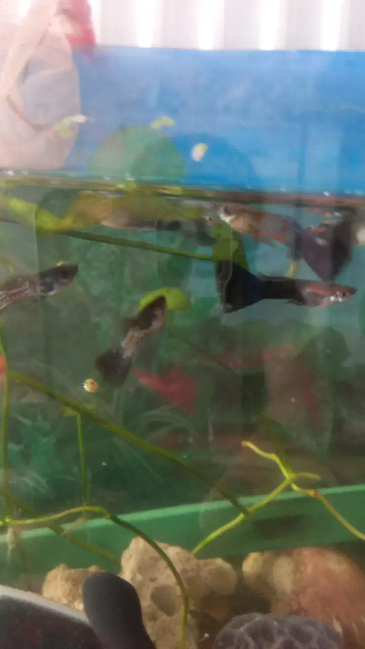 ساعت با ماهی گوپی آنجل|ساعت|گلبهار, شهر جدید گلبهار|دیوار