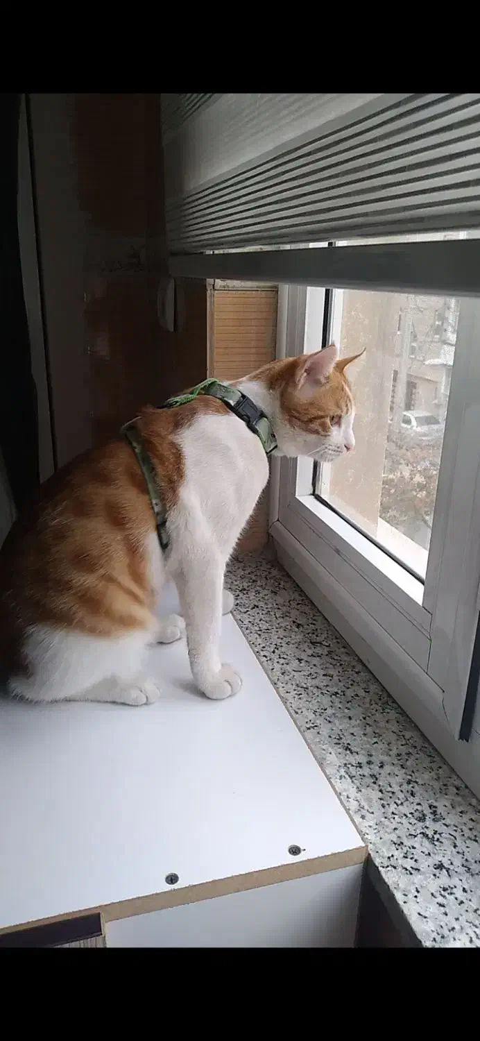 گمشده|گربه|اردبیل, |دیوار