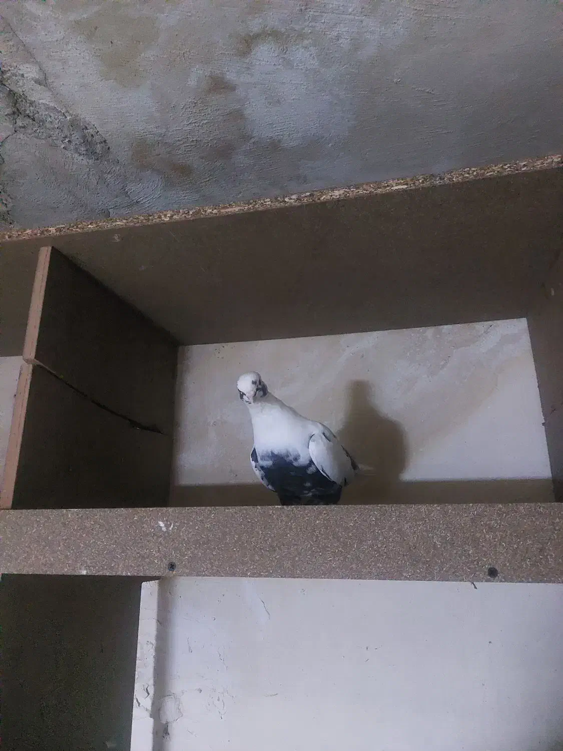 شاپر از هردو طرف|پرنده|سیوان, |دیوار