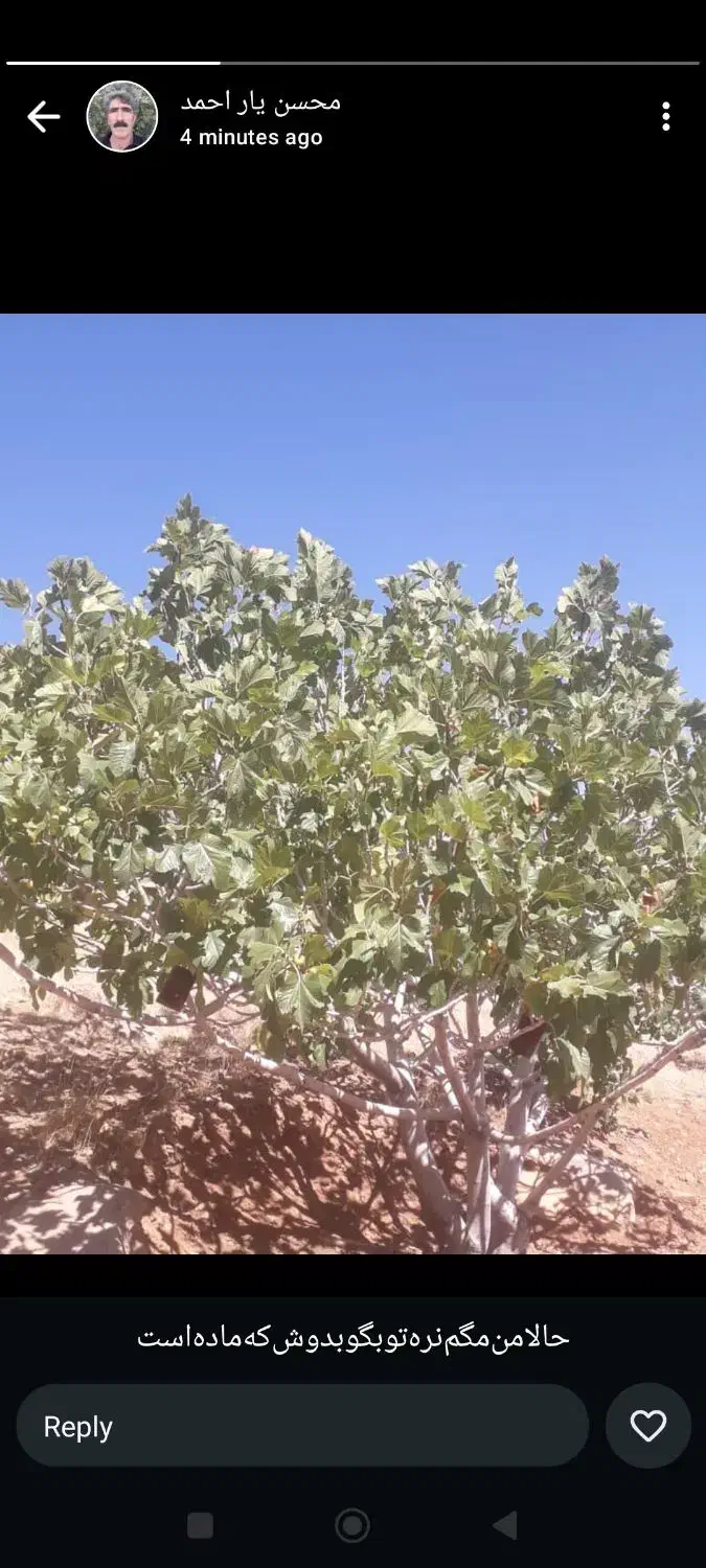 کارگر ساده اتباع|استخدام صنعتی، فنی، مهندسی|رونیز, |دیوار