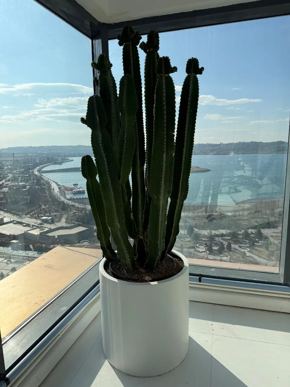 گل آپارتمانی|گل و گیاه طبیعی|تهران, بوستان چیتگر|دیوار