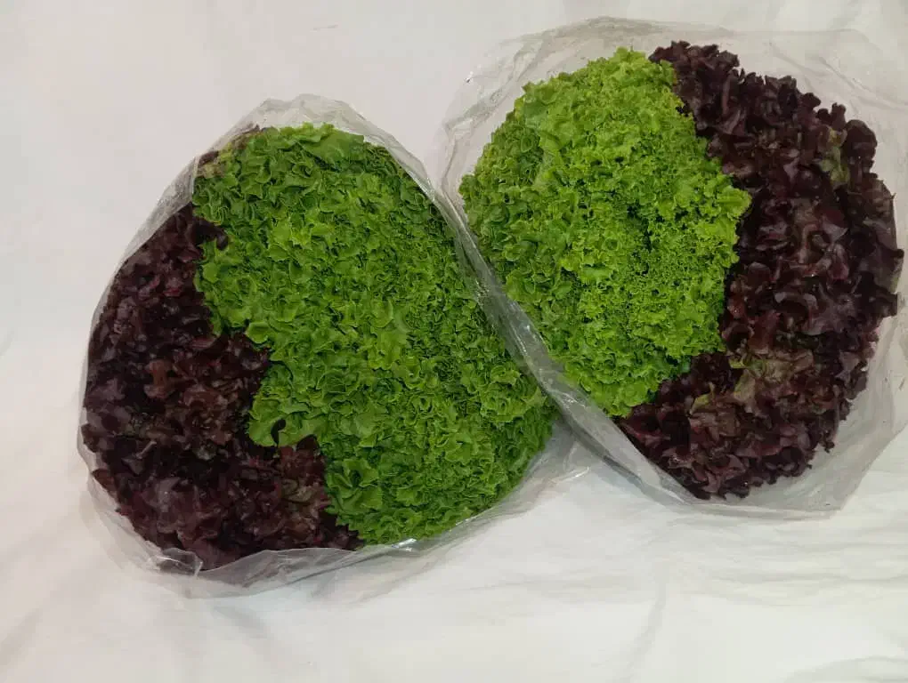 کاهو فرانسوی ریحان ایتالیایی|خوردنی و آشامیدنی|شیراز, جوادیه|دیوار