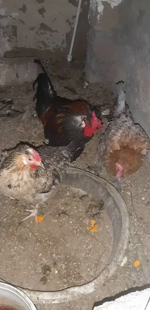 مرغ و خروس|حیوانات مزرعه|بندر گناوه, |دیوار