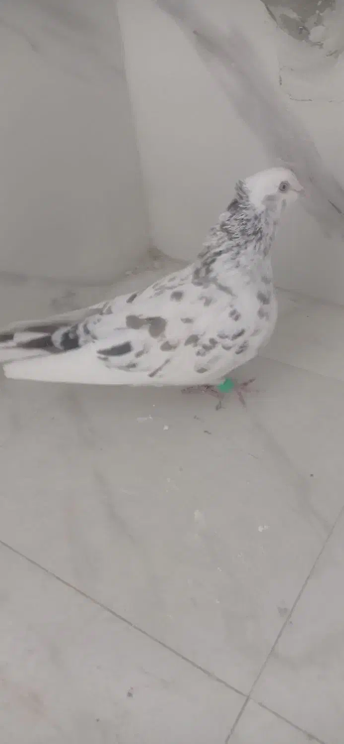 هفت رنگ کاکلی نربه شرط پرش|پرنده|سبزوار, قصبه شرقی|دیوار