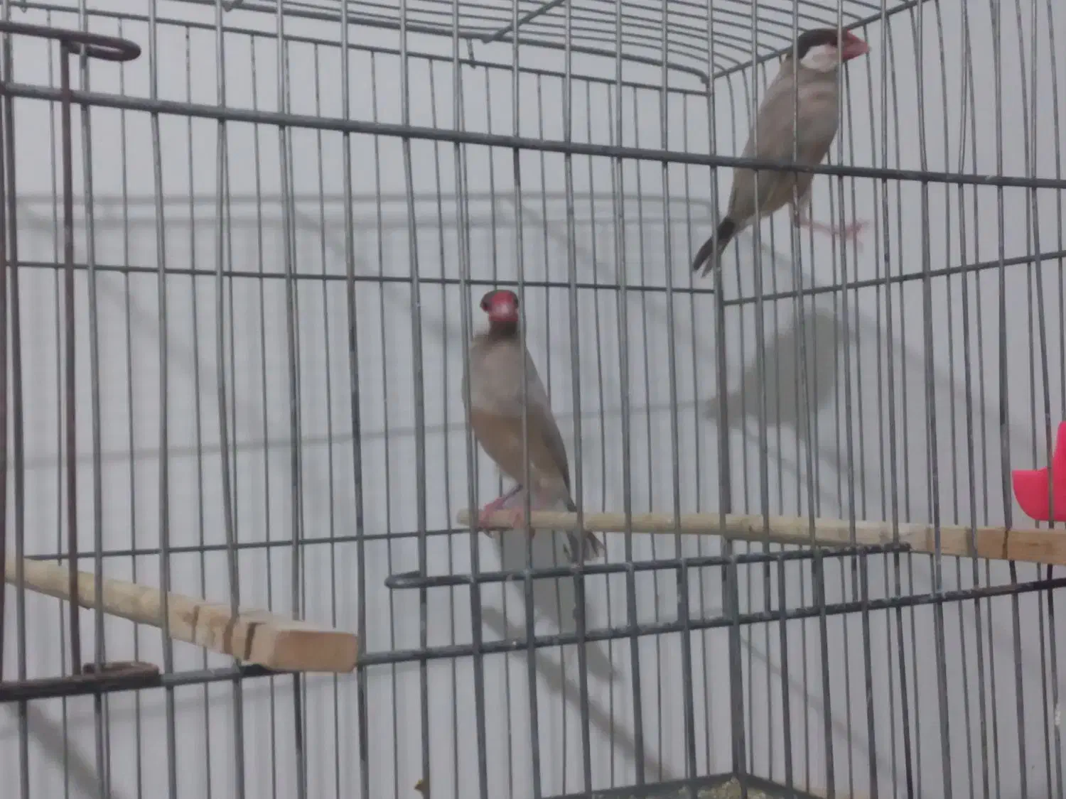 یک جفت نرگسی شکلاتی مولد|پرنده|پاکدشت, شهرک امام رضا|دیوار