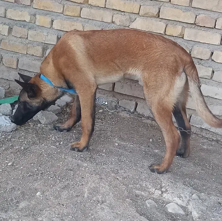 مالینویز|سگ|داراب, |دیوار