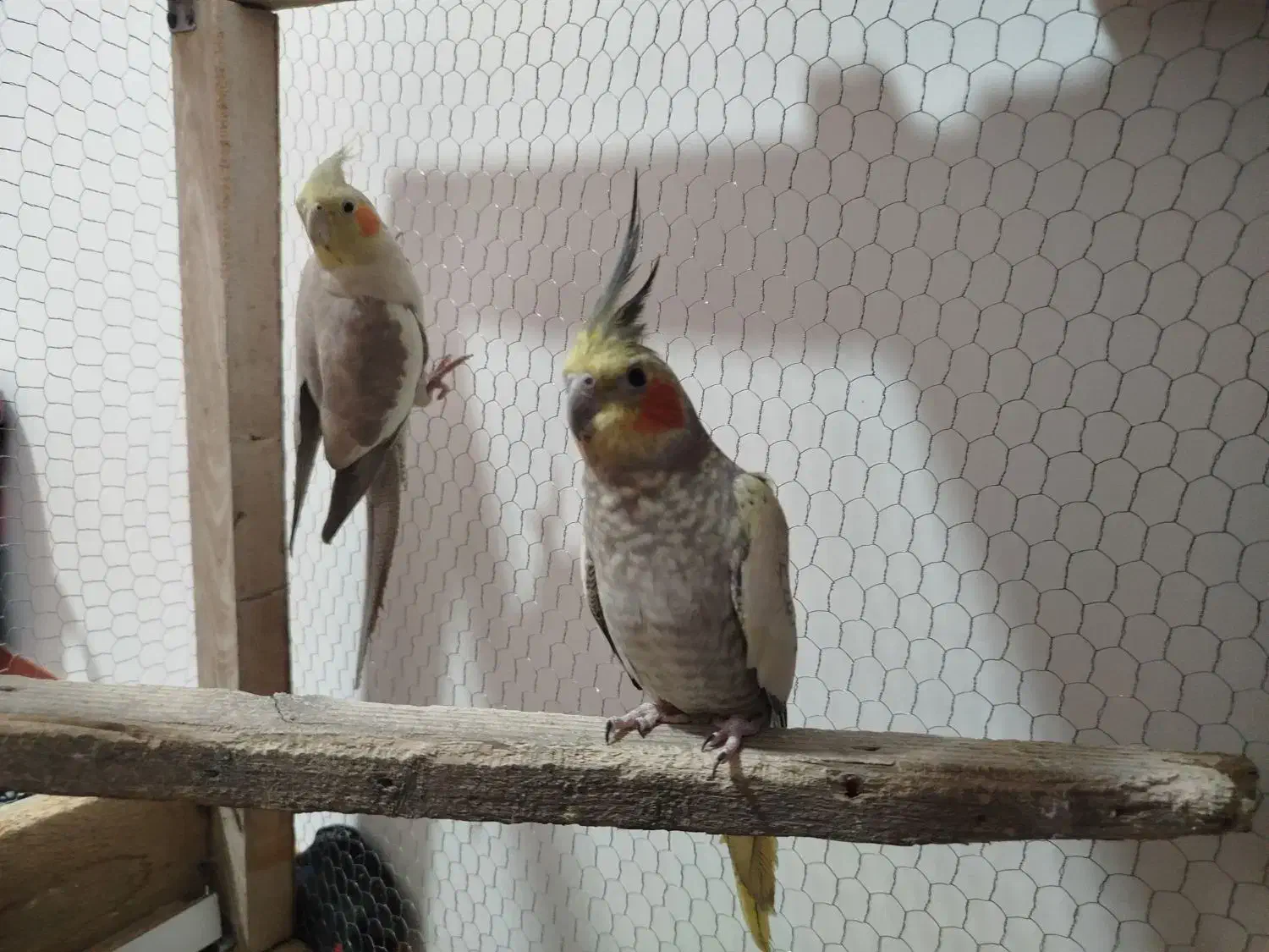 عروس هلندی|پرنده|مزرعه کتول, |دیوار