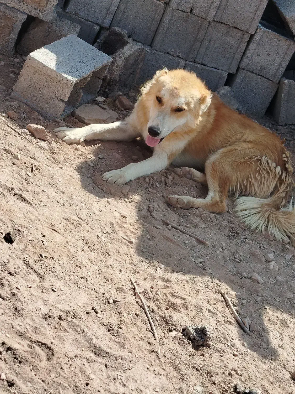 سگ گلهای|سگ|نیریز, |دیوار