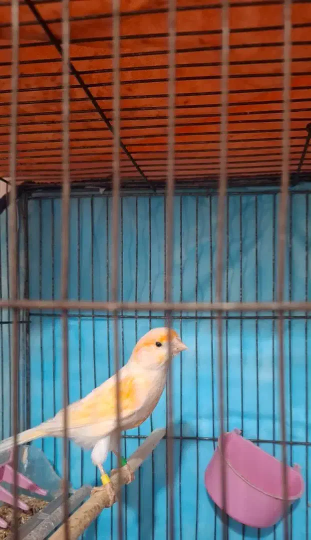 قناری نر موزاییکی|پرنده|قزوین, |دیوار