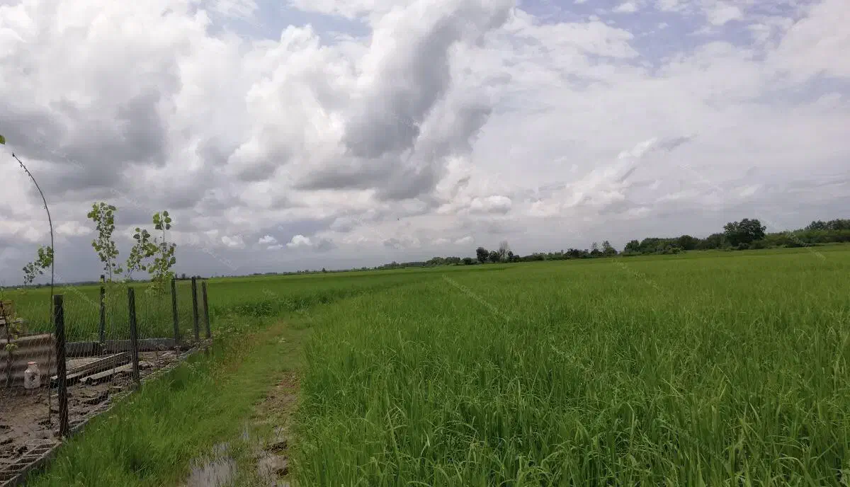 زمین شالیزاری ساروکلا|فروش دفتر صنعتی، کشاورزی، تجاری|قائم‌شهر, |دیوار