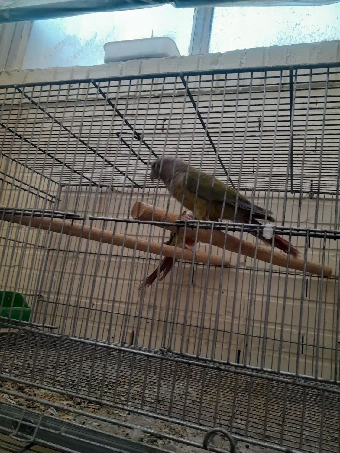 دو جفت گرینچیک سالم و بشرط|پرنده|شاهینشهر, شهرک گلدیس|دیوار