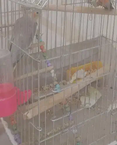 عروس هلندی نر،سخنگو مست واماده|پرنده|نجف‌آباد, شهید بهشتی|دیوار