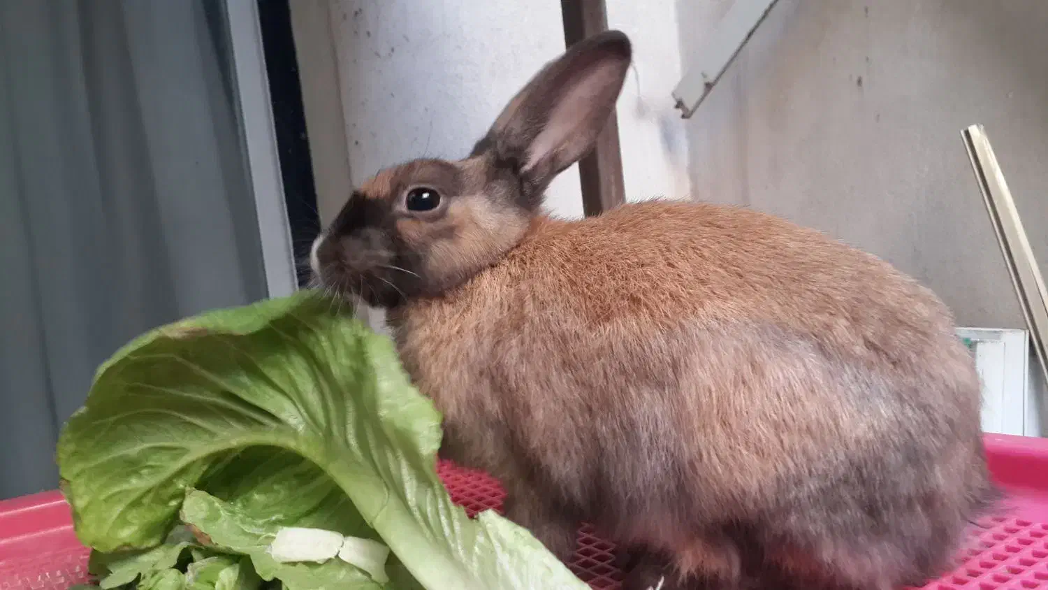 خرگوش|موش و خرگوش|تهران, هفده شهریور|دیوار