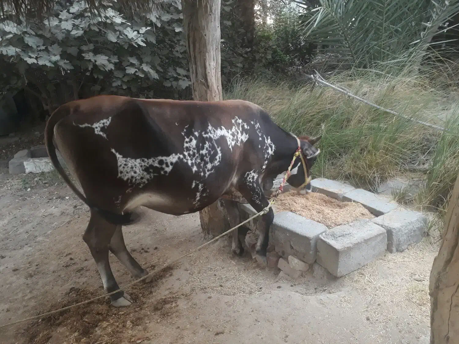 گاو شیری ۵ ماه ابستن|حیوانات مزرعه|میناب, |دیوار