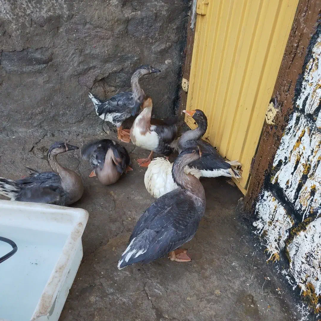 قوقایک سال|حیوانات مزرعه|باسمنج, |دیوار