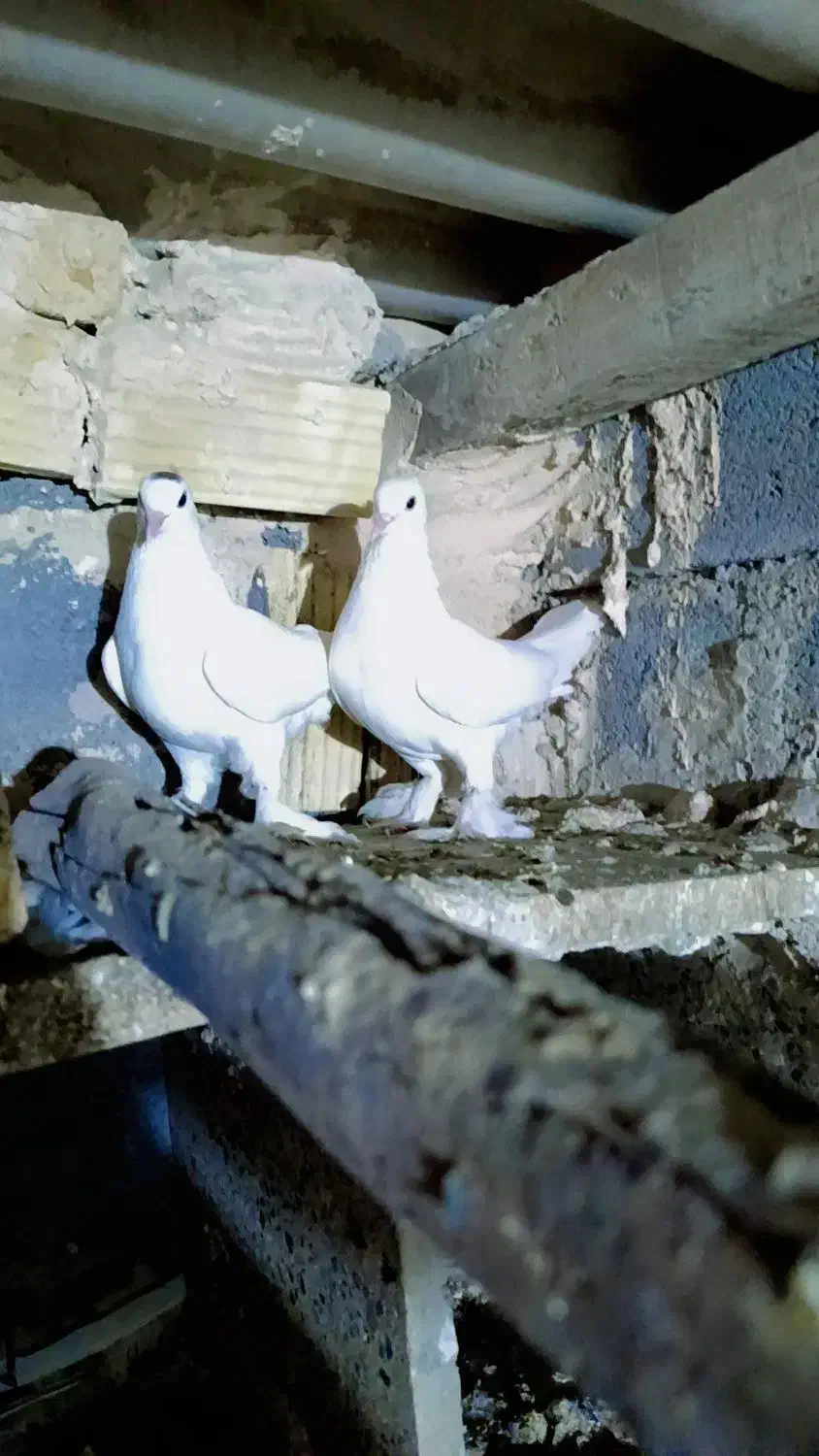 کفتر گره|پرنده|میناب, |دیوار