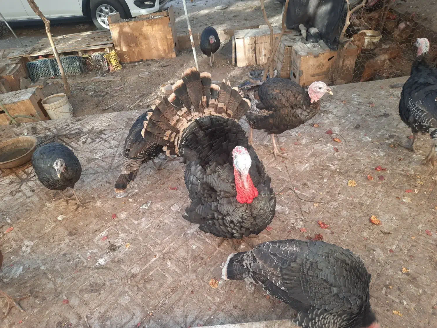 بوقلمون خانگی و ارگانیک|حیوانات مزرعه|یزد, |دیوار