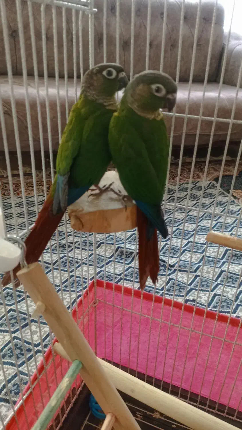 طوطی گرینچیک|پرنده|زنجان, |دیوار