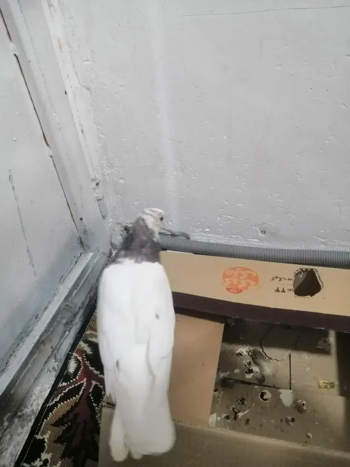 کبوتر. طوقی|پرنده|جوانرود, |دیوار