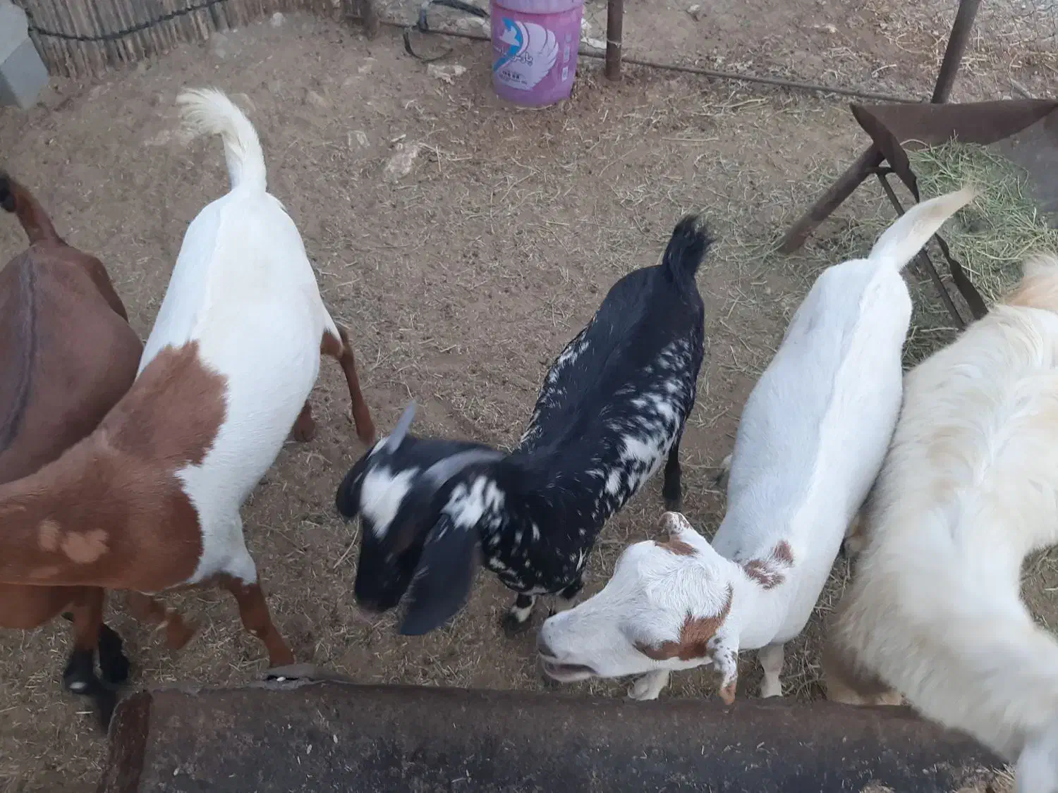 بز داشتی|حیوانات مزرعه|رودان, |دیوار