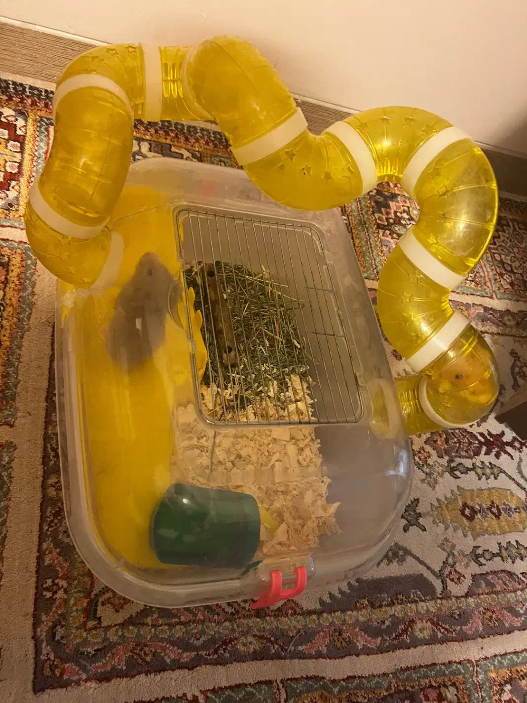 قفس همستر|موش و خرگوش|کرمان, |دیوار