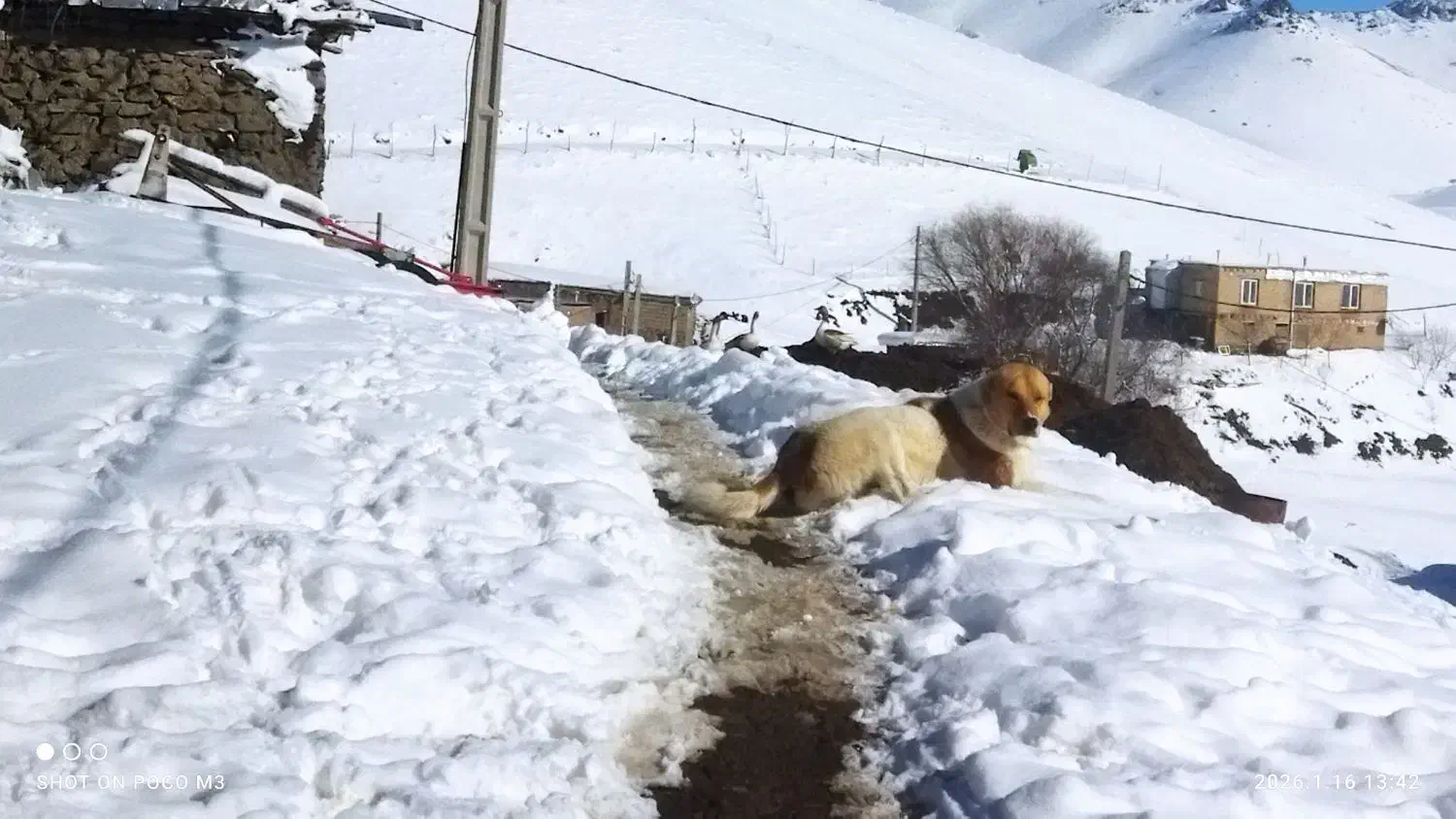 سگ پژدر|سگ|سارال, |دیوار