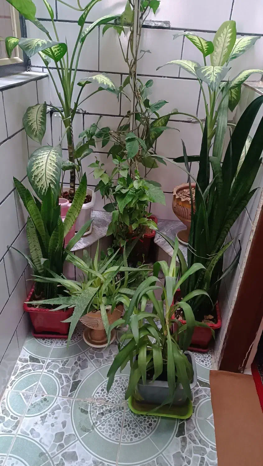 گل خانگی|گل و گیاه طبیعی|سرپل ذهاب, |دیوار