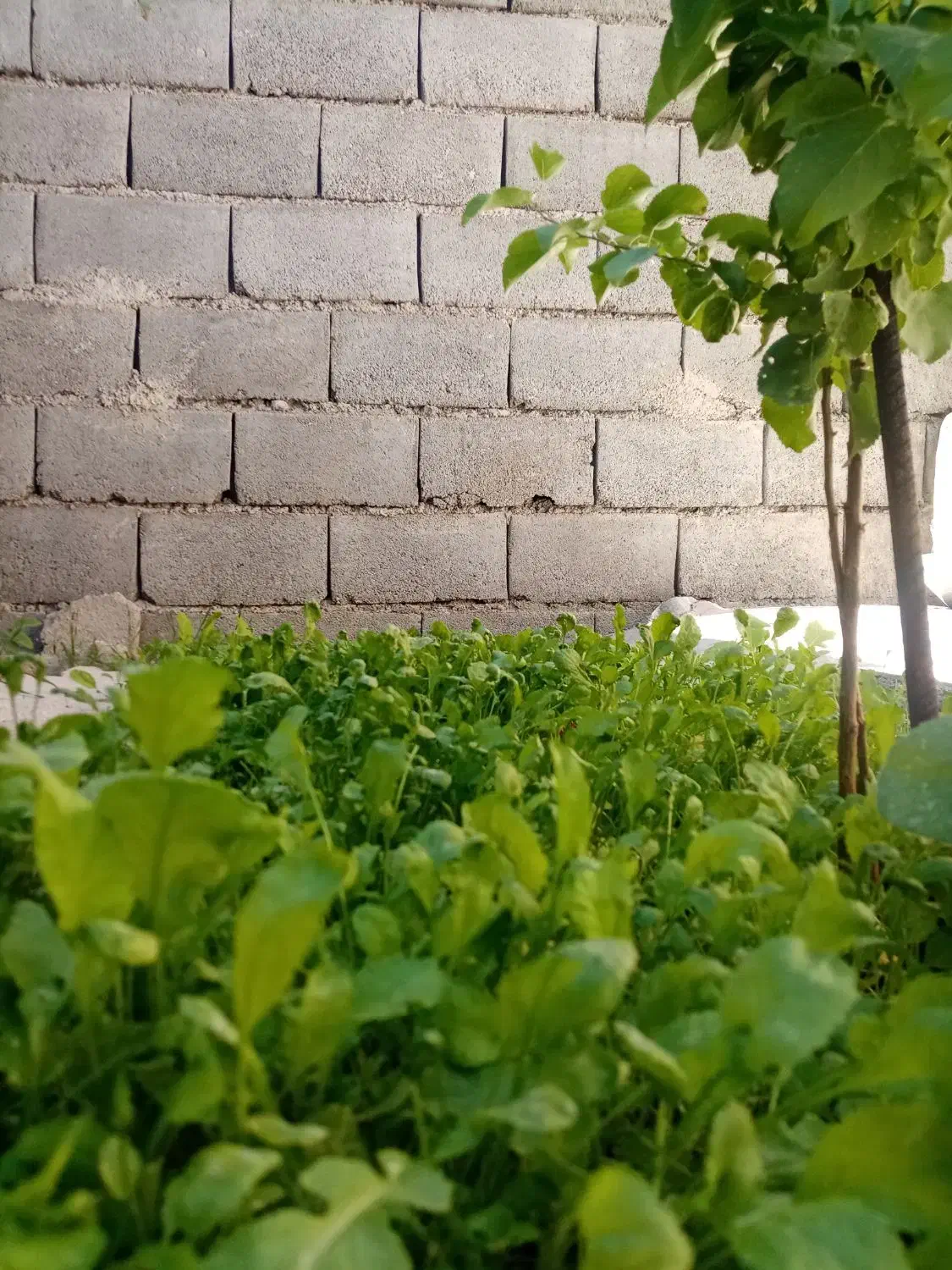 استا کار بنای|خدمات پیشه و مهارت|بوشهر, |دیوار