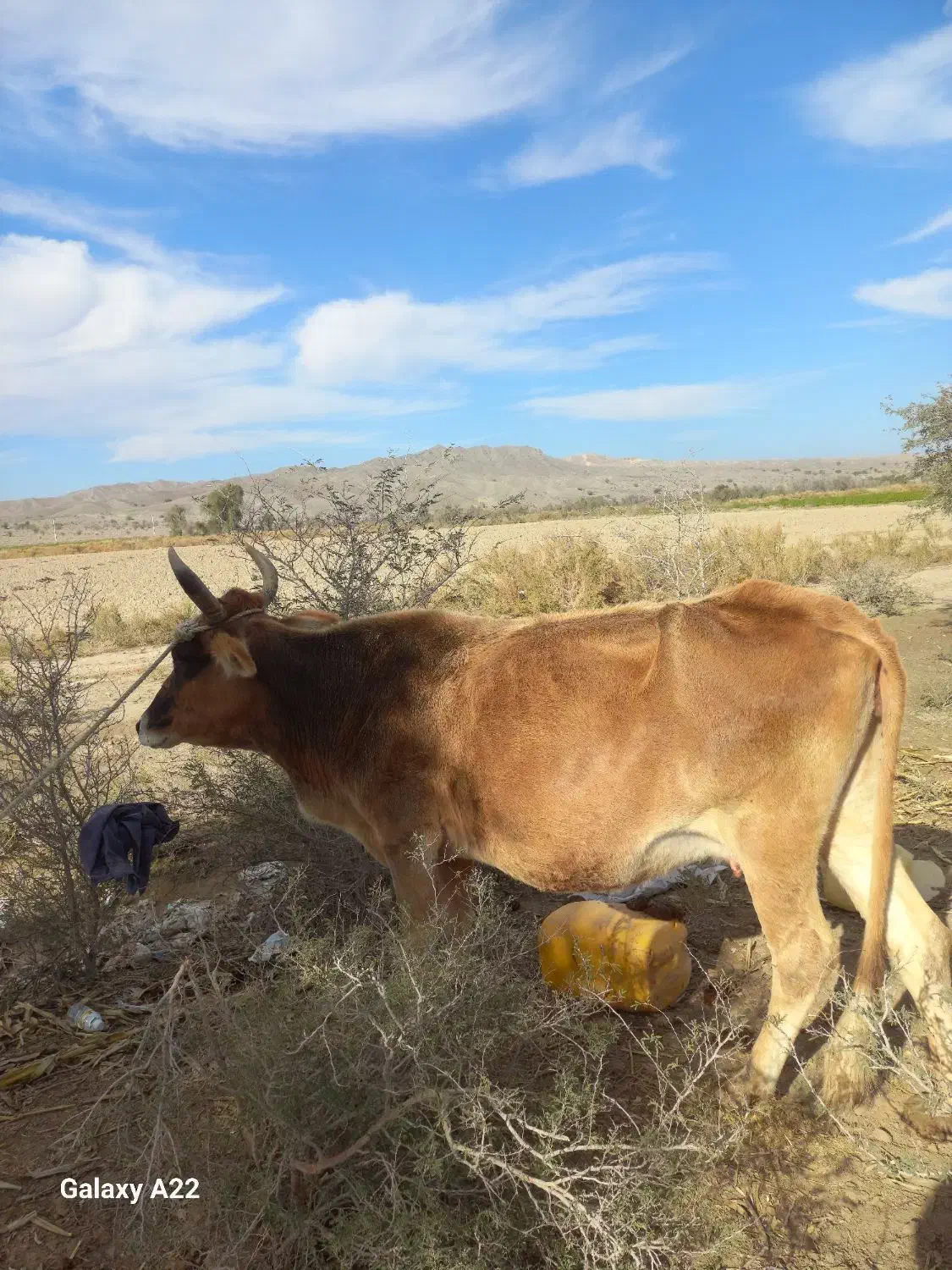 فروش|حیوانات مزرعه|فاریاب, |دیوار