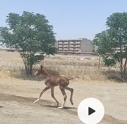 کره خود یورقه نریان درشت عالی4ماهه|اسب و تجهیزات اسبسواری|شاندیز, |دیوار