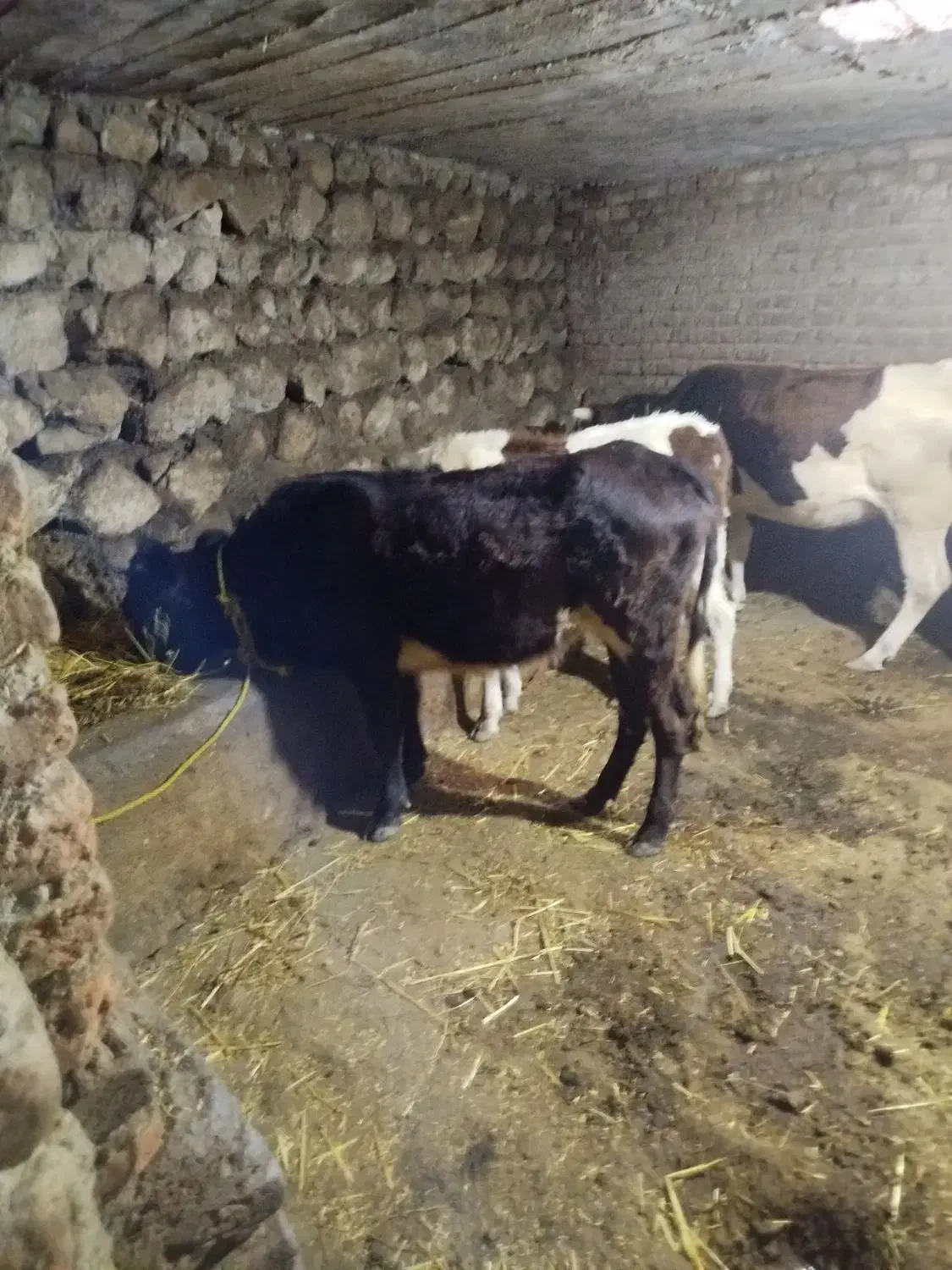 فروش گاو گوساله|حیوانات مزرعه|ویلکیج, |دیوار