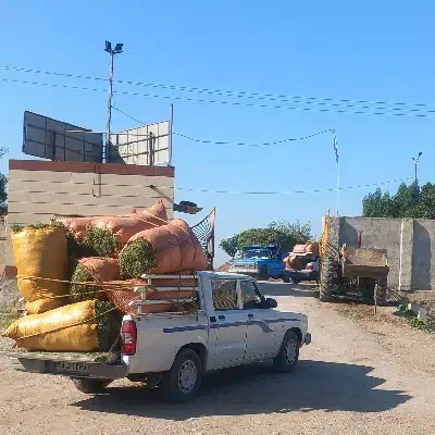 یونجه سبز|عمدهفروشی|مسجد سلیمان, |دیوار