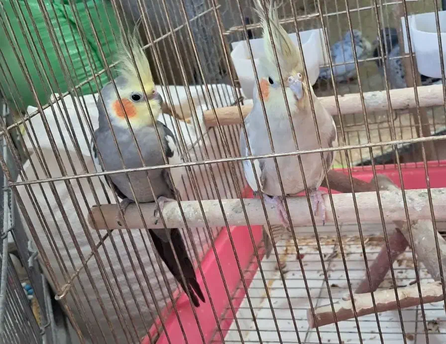 دو عدد عروس هلندی مولد|پرنده|اهر, |دیوار