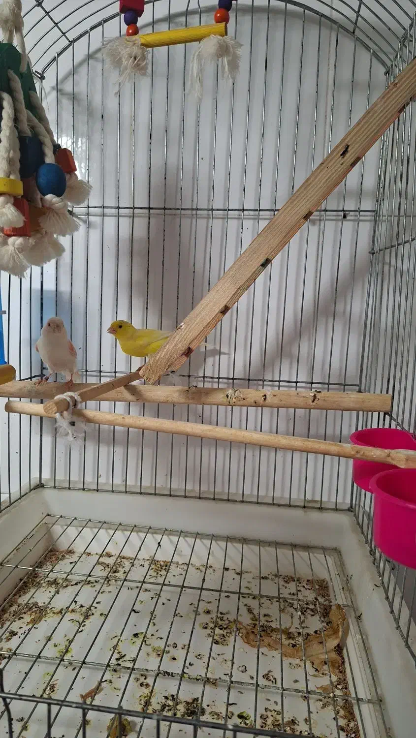 یک جفت قناری نر و ماده جوان  با تضمین سلامت|پرنده|بجنورد, |دیوار