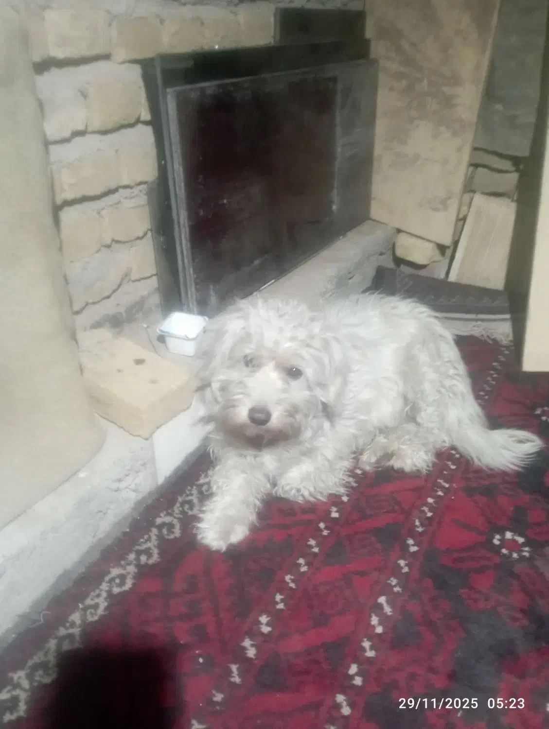 سگ. خانگی دست آموز خیلی باهوش|سگ|سبزوار, هویزه|دیوار