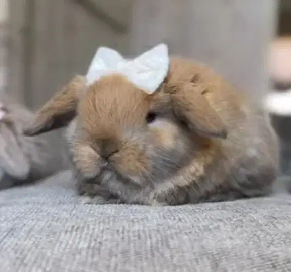 همستر کادویی با لوازم کامل و رنگبندی متنوع|موش و خرگوش|اصفهان, آهنگران|دیوار