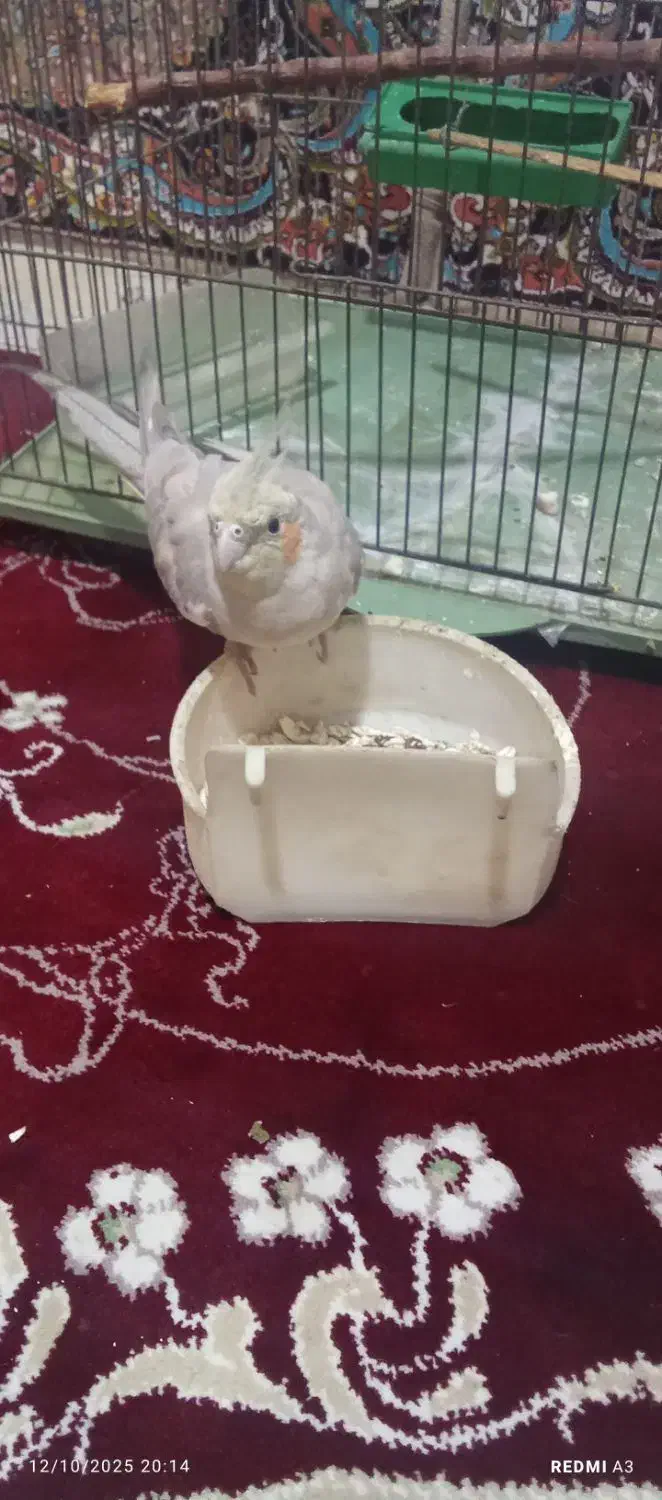 عروس هلندی|پرنده|بهارستان, |دیوار