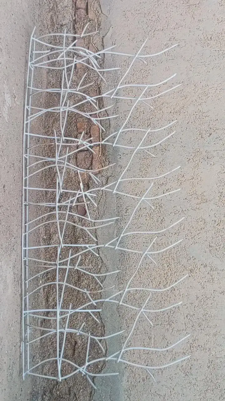 حفاظ شاخ گوزنی|خدمات پیشه و مهارت|زابل, |دیوار