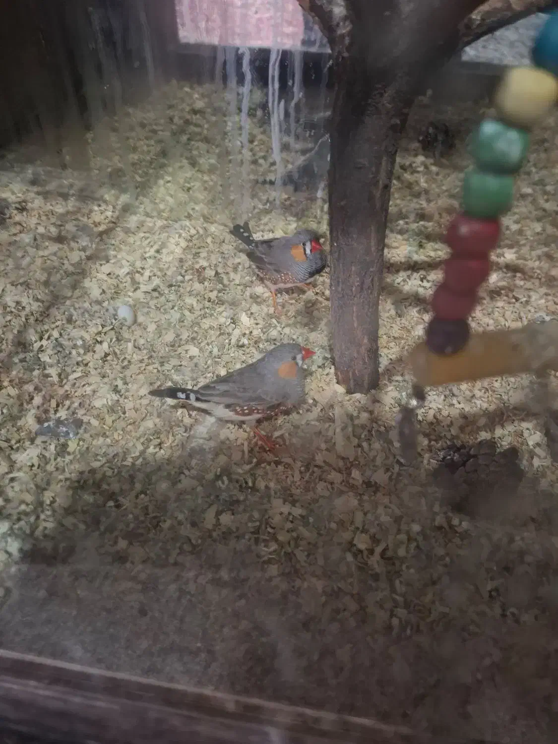 فنچ|پرنده|فیروزه, |دیوار