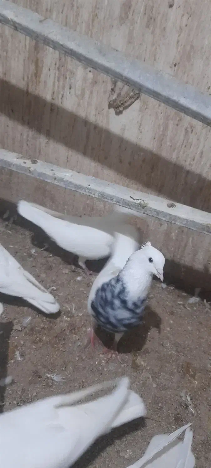 طوقی کرمانشاهی|پرنده|چرام, |دیوار