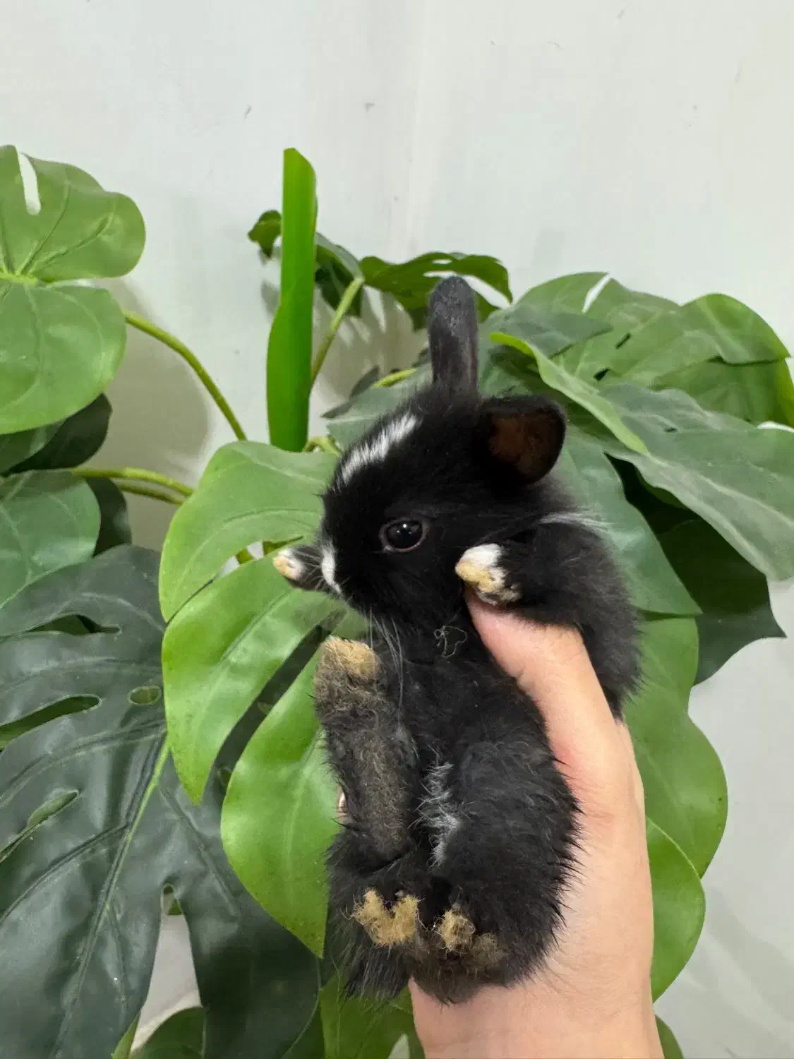 خرگوش نیمه لوپ|موش و خرگوش|خمام, |دیوار