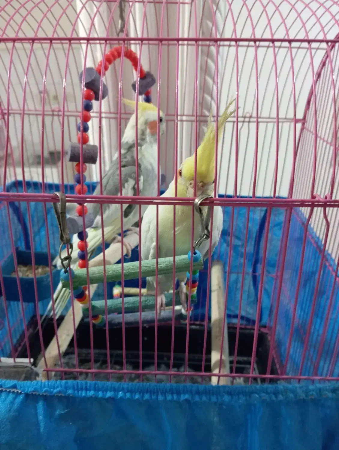 قیمت۴تومن|پرنده|الوند, |دیوار