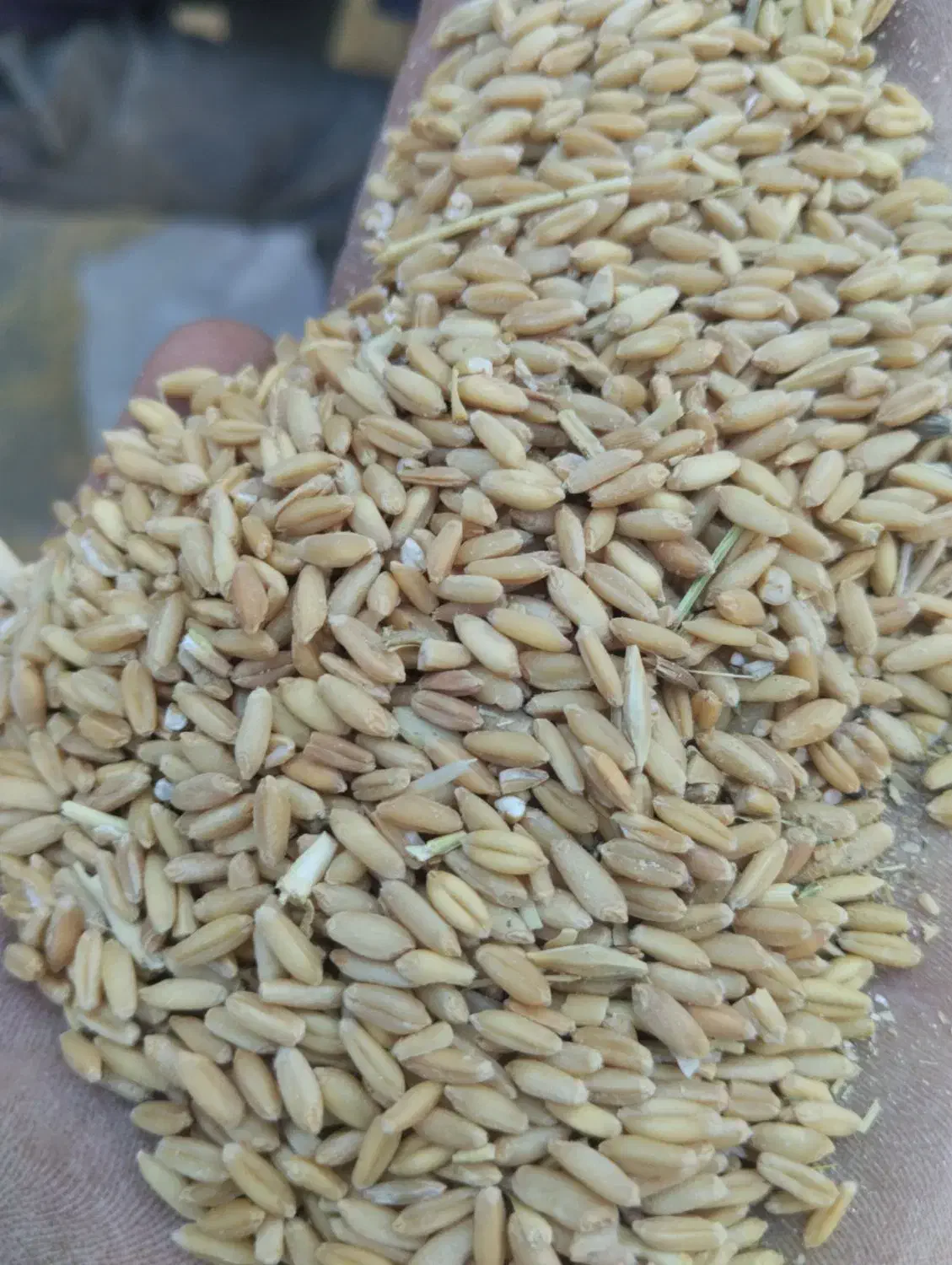 فروش گندم|لوازم جانبی حیوانات|امیدیه, |دیوار